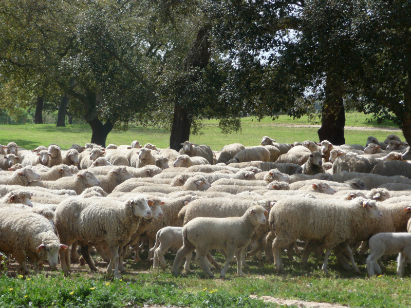 Até ao momento, todo território continental estava classificado como área afetada por serotipo 4 do vírus da Febre Catarral Ovina (ou Língua Azul), sendo a região do Algarve afetada pelos serotipos 1 e 4, ambos de vacinação obrigatória.

As medidas de combate à doença, estabelecidas no Decreto-Lei nº 146/2002, baseiam-se na delimitação de zonas livres e de zonas afetadas (no mínimo 150 Km de raio a partir do estabelecimento identificado), implementação de condicionantes à movimentação animal e implementação de programas de vacinação (obrigatória desde 2023).

Este ano, a 13 de setembro, o INIAV, laboratório nacional de referência, confirmou a presença do serotipo 3 do vírus da Língua Azul no distrito de Évora. Esta situação levou à publicação do Edital nº81 e nº82, aditando a autorização da vacinação voluntária contra o novo serotipo 3 no território nacional. &nbsp;

A expansão da doença de serotipo 3 tem assumido tal proporção que a Direção Geral de Alimentação e Veterinária (DGAV) acaba de publicar o Edital nº83, para atualização e classificação das áreas afetadas, que coincidem agora com todos os distritos do continente.

No Edital nº83 encontra as últimas informações sobre Áreas, Vacinação, Movimentação Animal, e Vigilância e Notificação. As regiões autónomas dos Açores e da Madeira continuam zonas livres de Língua Azul.


	


Edital 83 FEBRE CATARRAL OVINA 30outubro2024.pdf

Foto de Luís Banha

Fonte: DGAV


	



	
