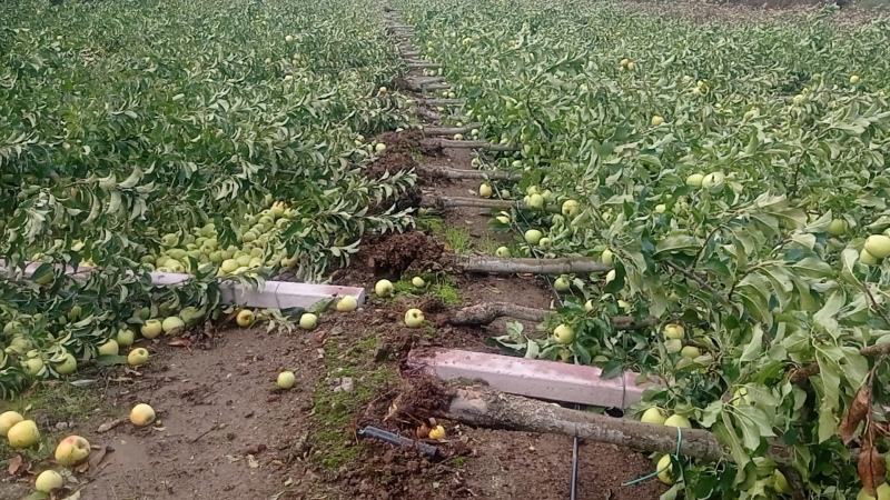 Na sequência dos estragos causados pela passagem da tempestade Kirk no Norte do país esta quarta-feira, com particular incidência no Douro, a Confederação manifesta a sua total solidariedade para com os agricultores desta região, em particular para os que têm as suas explorações localizadas nas zonas de Lamego, Armamar, Carrazeda de Ansiães, Tarouca, Moimenta da Beira e Valpaços, e que reportaram prejuízos e perdas muito avultadas nas suas produções – nomeadamente maçã e castanha.

Segundo os dados recolhidos pela CAP junto das organizações suas associadas naquela região, a violência do vento e da chuva provocou estragos que não só comprometem a produção da atual colheita (nalguns casos acima dos 40%), impondo prejuízos imediatos e avultada perda de rendimentos aos produtores, como também coloca em causa a capacidade produtiva futura e a viabilidade da sua atividade, atendendo aos extensos danos verificados em infraestruturas e sistemas produtivos.

Atendendo à gravidade da situação, a CAP está totalmente solidária com os agricultores afetados e alerta para a necessidade de o Governo proceder à avaliação técnica e económica dos estragos em causa com máxima prioridade, garantindo assim a disponibilização célere dos devidos apoios aos agricultores.

Dada a cada vez maior frequência de fenómenos climáticos adversos e extremos, a CAP reitera ainda a necessidade de revisão do sistema de seguros para a atividade agrícola&nbsp;para contemplar e garantir cobertura do capital produtivo em situações como aquelas verificadas agora na região do Douro. As coberturas contempladas pelo Sistema de Seguros Agrícolas (SSA) devem ser revistas o mais rapidamente possível, para que, desde logo, permitam segurar estes acidentes.


	


Fonte: Comunicado CAP, 10/10/2024