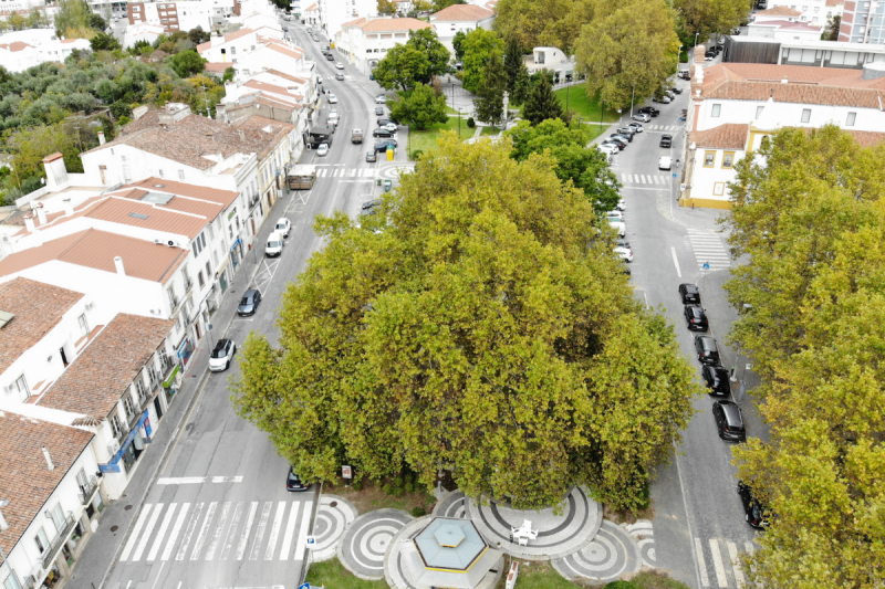 O Plátano do Rossio na cidade de Portalegre é o maior plátano da Península Ibérica. De porte majestoso, guarda em si, nas suas longas e robustas pernadas, anos e anos de memórias coletivas e segredos infindáveis. Há muito que é lugar de encontros e reencontros, e ali nasceram clubes, associações e bandas filarmónicas.

Não dá para ficar indiferente ao carinho especial que os portalegrenses sentem por este monumento vivo. De impressionante resiliência, continua a pasmar admiradores, a ouvir desabafos de solitários e a inspirar artistas atendendo à sua singularidade estética, à sua importância botânica e comunitária.

Ao contrário do que aconteceu nas edições anteriores em que os Portugueses premiaram exemplares arbóreos característicos dos sistemas produtivos agro-florestais – os montados e os soutos, pela primeira vez neste concurso nacional foi eleita uma árvore ornamental, exótica em Portugal e que foi provavelmente introduzida por gregos ou romanos que a utilizavam devido à sua sombra.

O Plátano do Rossio é assim, o eleito para representar Portugal no concurso europeu Tree of the Year. Durante o mês de Fevereiro de 2021, todos poderão escolher a sua árvore preferida a nível Europeu através de um sistema de votação online.

O público decidiu entre 10 árvores candidatas, num total de 13.750 votos registados.

RESULTADO FINAL

Plátano do Rossio| Portalegre – 2401 votos

Oliveira de Mouchão| Cascalhos, Mouriscas, Abrantes, Santarém – 2213 votos

Schotia do Jardim Botânico da Ajuda| Ajuda,Lisboa – 1883 votos

&nbsp;Bela sombra|Ílhavo, Aveiro – 1495 votos

O Bravo do Pinhal do Rei| São Pedro de Moel, Marinha Grande, Leiria – 1117 votos

Carvalho de Calvos| Calvos, Póvoa de Lanhoso, Braga – 1000 votos

Castanheiro de Guilhafonso| Guilhafonso, Pêra do Moço, Guarda – 950 votos

Tulipeiro dos Biscainhos| Braga – 907 votos

Freixo Duarte D' Armas| Freixo de Espada à Cinta, Bragança – 903 votos

Tília do Solar dos Condes de Arnoso| Sameice, Seia, Guarda – 881 votos

As histórias das dez árvores nacionais a concurso encontram-se disponíveis em:
	https://portugal.treeoftheyear.eu.

Os resultados do concurso nacional encontram-se disponíveis em:
	http://portugal.treeoftheyear.eu/results.

Fonte: UNAC