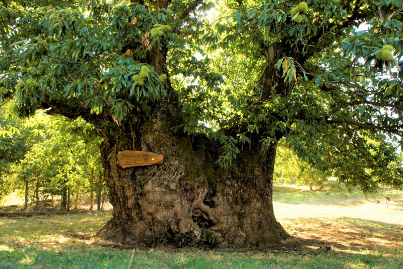 O “Castanheiro de Vales” de Tresminas, em Vila Pouca de Aguiar ganhou o concurso “Árvore Portuguesa do ano de 2020” com 1848 votos, seguido da “Oliveira do Mouchão” de Abrantes (1493 votos) e da "Canforeira de Bencanta" em Coimbra (1250 votos).

O Castanheiro de Vales é uma árvore majestosa e milenar, localizada em propriedade privada, por onde se chega atravessando paisagens agrícolas e florestas de encantar.

Trata-se de uma das mais grossas árvores do nosso país, cuja cavidade do tronco guarda muitas histórias dos tempos em que o castanheiro era o ponto de referência das brincadeiras de muitas crianças e se tornou memória de gerações de adultos.

Pelo terceiro ano consecutivo uma espécie autóctone e da família das fagáceas ganha o concurso nacional da árvore do ano, expressando o reconhecimento dos portugueses pelas suas raízes rurais e pelos sistemas agroflorestais mediterrânicos, onde a produção florestal, agrícola e animal se complementam e se completam.

Os soutos e castinçais ocupam cerca de 48.300 hectares, a maioria dos quais localizados em áreas de minifúndio no norte de Portugal.

Têm na castanha a sua principal produção, mas são ecossistemas multifuncionais de elevado valor social e ambiental como os montados a sul do Tejo.

O Castanheiro de Vales representará Portugal no concurso europeu Tree of the Year.

Durante o mês de Fevereiro de 2020, todos poderão escolher a sua árvore preferida a nível Europeu através de um sistema de votação online.

Quanto à eleição da Árvore Portuguesa de 2020, foram registados 9871 votos e o público escolheu entre as 10 árvores candidatas.

Para além dos 3 primeiros lugares, os resultados da votação foram:

4. Azinheira das Furnas | Lagoa das Furnas | Ilha de São Miguel

5. Carvalho de Calvos | Póvoa do Lanhoso

6. Carvalho de Viseu| Viseu

7. O Prior de Tibães | Mire de Tibães | Braga

8. Elemento notável do Jardim Botânico do Porto | Porto

9. Oliveira de Pedras D’El Rey | Tavira

10. Quercus do Instituto Superior de Agronomia | Tapada da Ajuda | Lisboa

O Castanheiro de Vales, juntamente com as árvores dos outros países europeus participantes no concurso, será o candidato a suceder ao Sobreiro Assobiador e à Azinheira Secular do Monte Barbeiro, vencedores das edições nacionais de 2018 e 2019.

As histórias das dez árvores nacionais a concurso encontram-se disponíveis em:


	https://portugal.treeoftheyear.eu/Results
	



	


Fonte: UNAC - União da Floresta Mediterrânica


	



	



	



	
