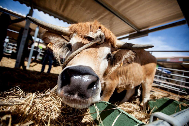 A Direcção Geral de Alimentação e Veterinária - através da Gestão de Protocolos do IFAP - &nbsp;disponibilizou a informação que se segue:

“Informa-se que a gestão de meios de identificação electrónica para bovinos se encontrará totalmente operacional a partir do dia 22 de Julho de 2020.

A partir daquela data os detentores, com apoio das Organizações de Agricultores, poderão na Base de Dados de apoio ao Sistema Nacional de Informação e Registo Animal (SNIRA) solicitar a substituição de meios de identificação oficial em bovinos utilizando o formulário de alteração do tipo de meios de identificação e posteriormente solicitando, também na BD SNIRA o meio de identificação (antiga Queda de Brincos).

Deverão identificar o tipo de meio de identificação pretendido (marca auricular convencional, Bolo Reticular electrónico ou marca auricular electrónica).&nbsp;

Mais se informa, de acordo com a entidade que desenvolveu o processo de gestão de meios de identificação electrónica para bovinos, que o preço dos Bolos reticulares e dos Brincos electrónicos de Substituição (mesmo numero S I A) terão um custo de 2,50€. “

Fonte: DGAV