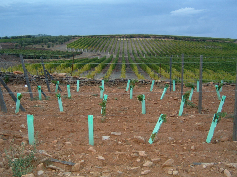 O regime de autorizações de plantação prevê que, anualmente e de forma graciosa, sejam disponibilizadas autorizações para novas plantações, correspondentes a 1 % da superfície total efectivamente plantada com vinhas à data de 31 de Julho do ano anterior.

A área total máxima a atribuir, a nível nacional, é de 1.916 hectares.

Os critérios de elegibilidade e de prioridade estão definidos no Despacho n.º 1927/2018.

As autorizações concedidas são válidas por um período de três anos após a data da sua concessão, não sendo este prazo prorrogável.

Os candidatos necessitam de estar registados no SIvv e ter a sua exploração actualizada no Sistema de Identificação do Parcelário (iSIP) do IFAP.

As candidaturas são submetidas na página electrónica do Sistema de Informação da Vinha e do Vinho, em
	https://sivv.ivv.gov.pt/.