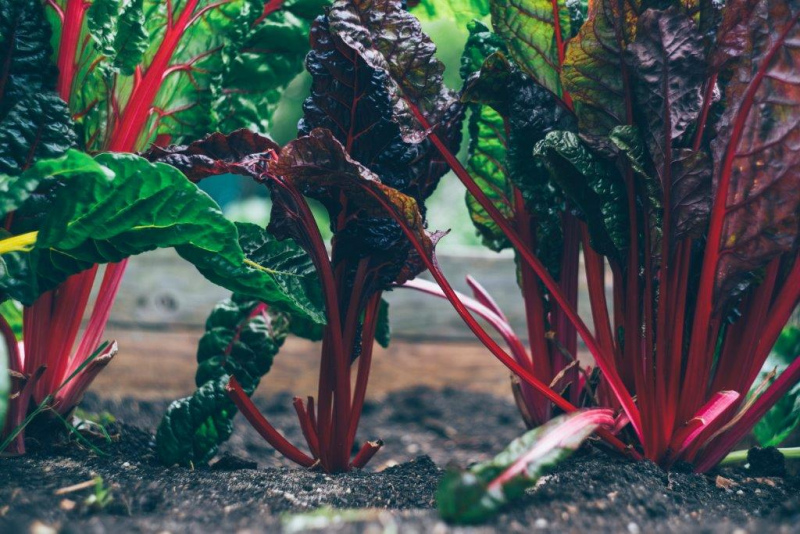 Projeto SAGRI começa em Janeiro a  formar Agricultores Sustentáveis