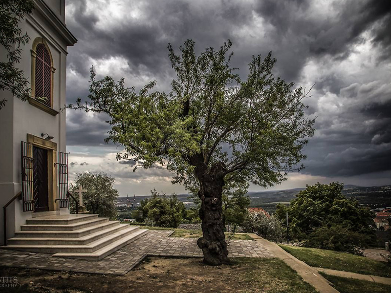 Ao longo do mês de Fevereiro, os vários países reuniram-se em torno das 15 árvores candidatas ao titulo “European Tree of the Year” promovendo as suas favoritas.

A edição de 2019 contabilizou 311.772 votos durante o período de votação online, o que evidencia o interesse dos europeus pelo seu património natural e pela sua proteção.

Durante a entrega dos prémios, Pavel Poc, membro do Parlamento Europeu e organizador da cerimónia, sublinhou a forma como “o Homem venera as árvores desde o princípio dos tempos”.

O eurodeputado checo acredita que “com este concurso, continuamos a celebrar as árvores que não só nos ajudam a compensar as nossas emissões de CO2, mas que também constituem um símbolo de sustentabilidade e de relações emocionais entre o Homem e a Natureza”, afirmou durante o evento.

O resultado final do Concurso de 2019 foi o seguinte:

-Amendoeira de Snowy Hill, Hungria: 45.132 votos

-Carvalho de Abramtsevo, Federação Russa: 39.538 votos

-Azinheira Secular do Monte Barbeiro, Portugal: 32.630 votos

-Árvore-Pássaro, França: 29.140 votos

-Tília da Liberdade, República Checa: 22.294 votos

-Árvore ajoelhada, Polónia: 16.856 votos

-Carvalho de Estimação, Holanda: 16.194 votos

-Guardião dos Segredos da Grande Morávia, Eslováquia: 15.412 votos

-Árvore de Nellie, Reino Unido: 14.408 votos


	-Árvore de Nossa Senhora de Lummen, Bélgica: 14.295 votos


	-Tília de Gubec, República da Croácia: 14.217 votos


	-Ulmeiro de Navajas, Espanha:13.622 votos


	-Imponente Plátano de Câmpeni, Roménia:13.040 votos


	-Venerável Carvalho-da-turquia, Bulgária: 12.846 votos


	-Tília do Castelo de Raudoné, Lituânia: 12.148 votos


	


A entrega dos prémios foi organizada pela Environmental Partnership Association e a European Landowners’ Organization.

A South Moravian Region, a Mendel University da República Checa, e o Grupo S&amp;D do Parlamento Europeu apoiaram a organização da respetiva cerimónia, que foi moderada por Natalie Pauwels e Ladislav Miko, membros da Comissão Europeia.


	


Fonte: UNAC