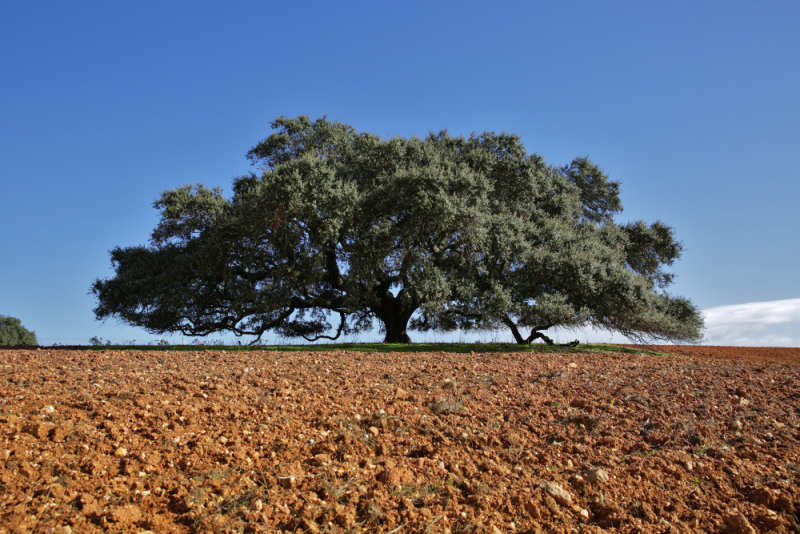 Esta Azinheira com 150 anos encontra-se na freguesia de Alcaria Ruiva, em Mértola, onde se destaca pelas suas grandiosas dimensões na vastidão da planície alentejana.

“A Azinheira Secular é um digno representante de um sistema de produção mediterrânico único, de cariz agroflorestal, que sustenta uma economia de territórios frágeis e contribui para a biodiversidade, a mitigação das alterações climáticas e o combate á desertificação”, salienta o comunicado da UNAC, a entidade organizadora da iniciativa em Portugal.

O público pôde escolher entre as 10 árvores finalistas, selecionadas a partir de um total de 29 candidatas por um júri especialista constituído por Ana Luísa Soares, António Bagão Félix, Nuno Mendes Calado, Paulo Tenreiro e Rui Queirós.

O resultado final da votação online foi o seguinte:

1º&nbsp;Azinheira Secular do Monte do Barbeiro (150 anos)

Alentejo (Alcaria Ruiva, Mértola)

3.445 Votos

2º&nbsp;Plátano do Rossio (180 anos)

Alentejo (Portalegre)

2.989 Votos

3º Quercus do ISA (90 anos)

Lisboa (Instituto Superior de Agronomia)

1.667 Votos

4º «Nosso Sobreiro» (+300 anos)

Alentejo (Abela, Santiago do Cacém)

1.650 Votos

5º Zambujeiro Milenar (+ 1000 anos)

Alentejo (Foros de Vale de Figueira, Montemor-o-Novo)

1.627 Votos

6º Carvalho de Calvos (500 anos)

Norte (Bouça da Tojeira, Póvoa do Lanhoso)

1.626 Votos

7º Oliveira do Mouchão (3350 anos)

Centro (Mouriscas, Abrantes)

1.618 Votos

8º Dragoeiro (400 anos)

Lisboa (Jardim Botânico)

1.599 Votos

9º Aroeira «Fazedora de Chuva» (600 anos)

Alentejo (Valongo-Avis)

1.598 Votos

10º Tuia Gigante (150 anos)

Lisboa (Sintra)

1.509

As histórias das 10 Árvores candidatas podem ser conhecidas em: www.portugal.treeoftheyear.eu

&nbsp;

Autor da Foto: Nuno Sequeira