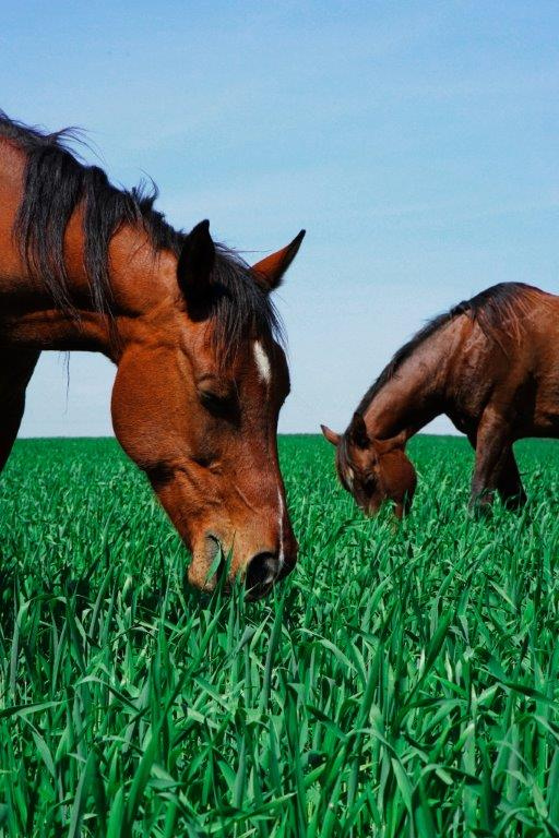 CAP organiza workshop sobre Lei da Saúde Animal em Vila Real e Évora