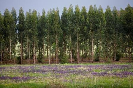 A região do Oeste(*), apresenta uma boa aptidão para a produção das nossas três principais espécies florestais, eucalipto, pinheiro-bravo e sobreiro.

Essa potencialidade para a produção lenhosa, assente sobretudo no eucalipto e no pinheiro-bravo, tem sido aproveitada e a área de povoamentos florestais com esta vocação tem crescido continuadamente nas últimas décadas.

Apesar disso, são vários os fatores que condicionam negativamente o desenvolvimento florestal da região.

Alguns que lhe são intrínsecos, como a dimensão média da propriedade, outros mais relacionados com a política setorial e a governação.

Mas, sobretudo, a região tem um conjunto de características que permitem criar valor pela capacidade distintiva do papel da floresta no território e de complemento com outras atividades económicas.

Nesta ocasião, as cinco organizações de produtores florestais da região Oeste apresentam aquelas que têm sido as suas estratégias de atuação e a sua perspetiva de quais os principais fatores críticos para o desenvolvimento florestal na região.

A Câmara Municipal de Torres Vedras, a Confederação dos Agricultores de Portugal e o PEFC Portugal (Programa para o Reconhecimento da Certificação Florestal) associam-se no apoio ao evento que será um importante momento de reflexão setorial.

Inscrições gratuitas mas obrigatórias através do website www.cap.pt

PROGRAMA:

14h30 – Abertura: Dr. Carlos Bernardes

Presidente da Câmara Municipal de Torres Vedras

14h45 – Intervenções:

APFCAN - Associação dos Produtores Florestais dos Concelhos de Alcobaça e Nazaré

APFRA - Associação dos Produtores Florestais da Estremadura e Ribatejo

APAS Floresta - Associação de Produtores Florestais

FLOREST - Associação dos Produtores Agrícolas e Florestais da Estremadura

AFLOESTE - Certificação Florestal da Região Oeste

16h30 – Conclusões: Eng.º Pedro Santos

Diretor APAS Floresta

16h45 – Encerramento: Eng.º Miguel Freitas

Secretário de Estado das Florestas e do Desenvolvimento Rural

(*) A região do Oeste sendo uma região administrativa de nível III, que abrange os concelhos de Nazaré, Alcobaça, Caldas da Rainha, Óbidos, Peniche, Bombarral, Cadaval, Lourinhã, Torres Vedras, Alenquer, Sobral do Monte Agraço e Arruda dos Vinhos, foi também até ao presente ano uma região com um Plano Regional de Ordenamento Florestal próprio.