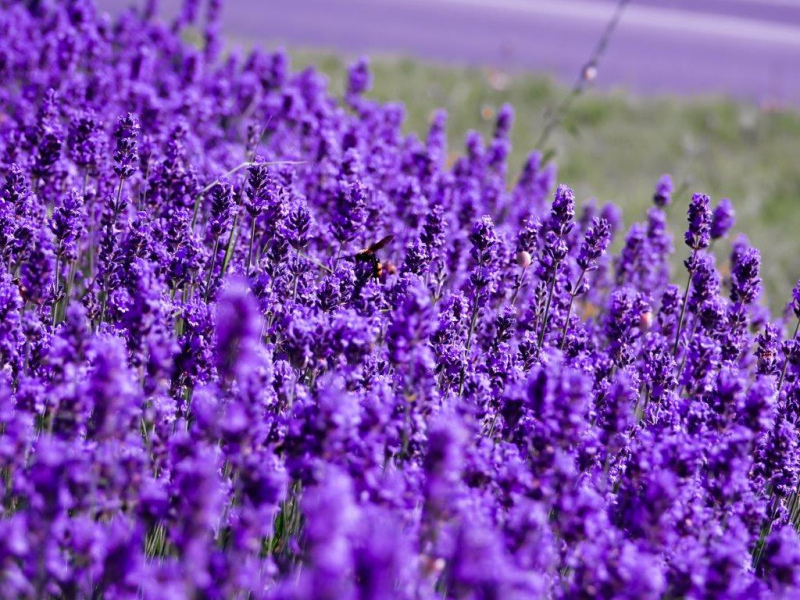 A amostra positiva foi colhida pelos serviços da Direção Regional de Agricultura e Pescas do Norte.

As plantas &nbsp;encontravam-se num canteiro de ornamentais do género Lavandula dentada&nbsp;(nome comum: Lavanda), nos jardins do Zoo de Santo Inácio, em Vila Nova de Gaia.

As plantas foram encontradas &nbsp;no âmbito do Programa Nacional de Prospeção de Xylella fastidiosa&nbsp;e não apresentavam&nbsp;sintomatologia da doença.

Nos próximos dias vão prosseguir os trabalhos de levantamento e respetiva colheita de amostras de plantas hospedeiras num raio de 100 metros (Zona Infectada), assim como o levantamento da flora sensível ao agente, num raio de 5 km (Zona Tampão).

Ainda se aguarda informação relativa à estirpe da bactéria detetada.

A DGAV encontra-se a acompanhar a situação.