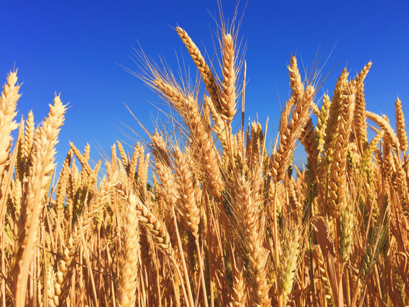 Realiza-se no dia 15 de maio, em Elvas, no âmbito do Dia do Agricultor, uma sessão de apresentação da “Estratégia Nacional para a Promoção da Produção de Cereais”, o documento coordenado por Luís Souto Barreiros, que contou com o envolvimento, entre outros, da ANPOC, ANPROMIS e AOP.

Considerando que o grau de aprovisionamento de cereais em Portugal é um dos mais baixos da União Europeia, apenas ultrapassado por países como Chipre, Malta e Holanda, urge conhecer e implementar medidas que contrariem este panorama.

A cultura de cereais sofreu em Portugal alterações profundas nas últimas décadas, nomeadamente no seguimento da adesão à então CEE e a consequente integração na PAC.

A superfície cultivada com cereais ocupava no final dos anos 80, cerca de 900 mil hectares, aproximadamente 10% do território nacional. Essa área tem vindo gradualmente a diminuir, sendo que em 2017, rondava os 260 mil hectares.

A produção também diminuiu, embora de modo menos pronunciado: de 1,65 milhões de toneladas, na década de 80, passou para 1,1 milhões, em 2017.

A inovação tecnológica que os agricultores introduziram permitiu multiplicar por 2,5 a produtividade média das culturas cerealíferas, o que constitui um marco assinalável.

O setor dos cereais, que representa mais de 10% das importações alimentares e mais de 30% das importações agrícolas, deve dar um contributo para a obtenção do equilíbrio da balança comercial agrícola, que o Governo se propõe atingir no horizonte de duas legislaturas.

A aposta no setor dos cereais permitirá igualmente o combate ao abandono e despovoamento de zonas rurais, o melhor ordenamento do território e uma gestão ambiental mais adequada.

A comemoração do Dia do Agricultor, em Elvas, inclui ainda um painel sobre a “Adaptação às Alterações Climáticas” e a sessão de assinatura do Protocolo de Cooperação entre o INIAV (Instituto Nacional de Investigação Agrária e Veterinária) e a Câmara Municipal de Elvas, sendo encerrada pelos ministros da Agricultura, Capoulas Santos, e da Ciência e Tecnologia, Manuel Heitor.