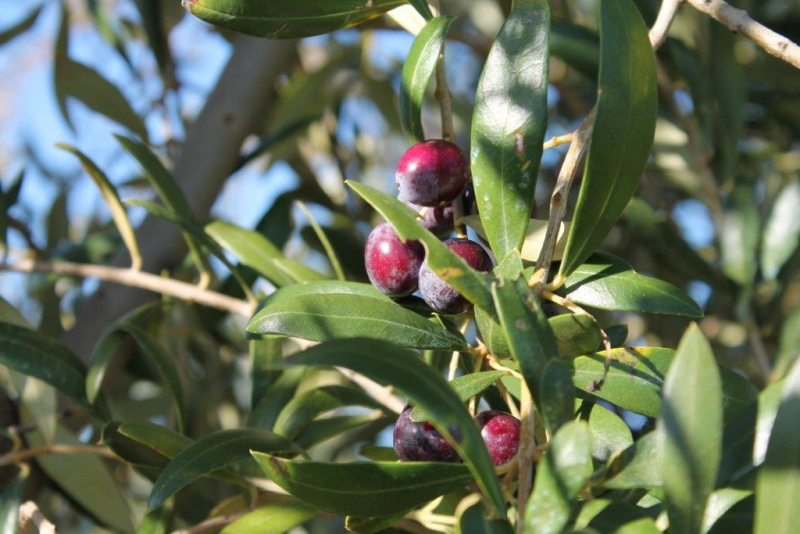 Convidada para falar sobre um dos mais graves problemas do olival europeu, a bactéria Xylella fastidiosa, vai estar no WOOS – Congresso Nacional do Azeite, a professora Maria Saponari, considerada uma perita no estudo desta ameaça ao olival.

Maria Saponari, do Instituto italiano «Por la Protezione Sustenibile delle Piante», há mais de uma década que se dedica ao estudo de patógenos invasivos de plantas de culturas lenhosas como oliveiras e citrinos, procurando desenvolver ferramentas inovadoras para a identificação, deteção e quantificação de patogénicos de plantas, e desenvolver informações genómicas que possam &nbsp;ajudar a elucidar os mecanismos de proteção cruzada e a resposta diferencial do hospedeiro às infeções por patogénos.

A primeira presença de Xylella fastidiosa na Europa ocorreu precisamente na região italiana da Apúlia, em 2003, sendo o insecto Philaneus spumarius o vetor mais comum desta bactéria na Europa. Em Itália a bactéria pertence à subespécie pauca, variante CoDIRO e todos estes termos sobre o vetor passaram pela professora Maria Saponari que também em publicado um vasto conjunto de artigos, coordenado projetos de pesquisa, sendo ainda responsável pela criação de uma patente sobre um kit de diagnóstico.

Este é apenas um dos muitos pontos de interesse do WOOS – Congresso Nacional do Azeite, uma oportunidade única para ouvir as maiores referências, nacionais e estrangeiros, relacionadas com a investigação, a produção, a distribuição e consumo do olival e do azeite.

Acompanhe todo o programa em www.woos.pt