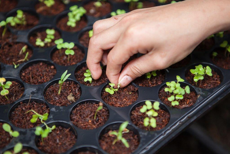 A Autoridade de Gestão do PDR2020 esclarece que, relativamente às dúvidas levantadas quanto à data em que o Jovem Agricultor deve deter a titularidade da exploração, esta não é obrigatória no momento de apresentação da candidatura ao PDR.

No entanto, passamos a citar o esclarecimento publicado hoje (26/09/18) pela AGPDR2020, o qual refere o seguinte:

“No momento da apresentação da candidatura, o candidato não é obrigado a deter a titularidade da exploração agrícola em que se vai instalar.&nbsp;

No entanto, é necessário que proceda à inscrição dos polígonos de investimento no Sistema de Identificação parcelar (ISIP), em qualquer sala de parcelário.&nbsp;

Caso o candidato não detenha a titularidade da exploração no momento da apresentação da candidatura, a concessão do apoio fica condicionada à comprovação da titularidade.”&nbsp;

A CAP recorda que o Jovem Agricultor apenas tem de fazer prova da titularidade da exploração em fase de assinatura do Termo de Aceitação, isto é, será uma condicionante pré-contratual.

&nbsp;