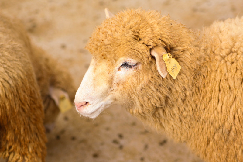 Alertamos para o facto de que, caso os beneficiários pretendam apresentar a candidatura ao regime de apoio associado “animais” para o ano de 2019, e não o tenham feito no Pedido Único 2018, o devem fazer até 31 de Dezembro sem penalização.&nbsp;

Após o final de 2018, o formulário apenas se encontrará disponível até ao dia 25/01/2019, data a partir da qual não será possível apresentar candidatura à ajuda para 2019.

Mais se informa, que entre o dia 1 e o dia 25 de Janeiro 2019 será aplicada a penalização de 1% por cada dia útil.

Relembramos que o período de retenção dos animais é de 1 de Janeiro a 30 de Abril de 2019.