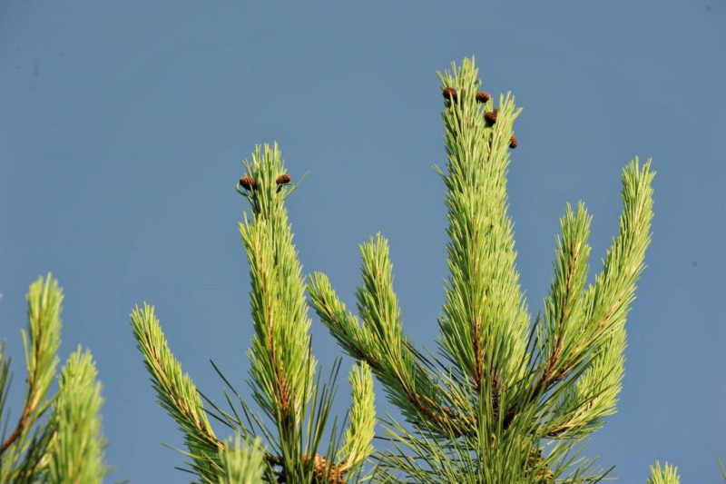 Avaliação do RJAAR confirma  queda das Ações de Arborização e Rearborização