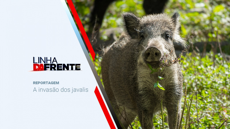 A população de javalis está hoje espalhada por todo o território continental e com uma população que atingiu números difíceis de controlar.

&nbsp;Para além dos estragos que estes animais provocam nos campos agrícolas, em particular os de milho, e do seu aparecimento em territórios urbanos com perigo inerente para os habitantes, a ameaça da peste suína africana é um risco real e de difícil solução para os serviços oficiais.

Quando a prevenção é a única solução, como garantir o controlo destes animais e do possível contágio aos porcos domésticos?

Uma reportagem RTP com a colaboração da ANPC e da ANPROMIS.

Veja em:


	https://www.rtp.pt/play/p5280/linha-da-frente