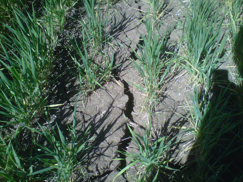 O território nacional está a atravessar mais um período de seca, que se está a tornar num fenómeno recorrente em Portugal, afetando de forma muito séria toda a atividade pecuária, agrícola e florestal.

Neste momento os danos causados à agricultura nacional por mais este período de seca são ainda imprevisíveis, dado que dependem da evolução da seca em termos de extensão territorial, intensidade e duração.

No entanto a experiência diz-nos que há medidas que podem e devem ser implementadas para ajudar o sector agrícola a fazer face à seca.

Diz-nos também que a maioria destas medidas beneficia em ser implementada o quanto antes, já que o seu potencial efeito só terá alguma expressão e eficácia se as medidas foram lançadas atempadamente:

1. Greening:&nbsp;Pastoreio das áreas de pousio&nbsp;

2. Prémio à vaca em aleitamento&nbsp;

2.1. Alargamento do intervalo entre partos

2.2. Aumento do número máximo de novilhas admissível

3. Manutenção de raças autóctones em risco&nbsp;

3.1. Alargamento do intervalo entre partos dos pequenos ruminantes

3.2. Alteração do período de retenção dos equídeos e suínos

4. Redução do encabeçamento mínimo exigido para o pagamento das superfícies forrageiras&nbsp;

5. Alimentos para os animais em MPB (produção biológica) ou PRODI (produção integrada)

6. Corte de feno nos lameiros de sequeiro&nbsp;

7. Manutenção do compromisso no caso de incumprimento das áreas mínimas cultivadas com culturas anuais&nbsp;

8. Antecipar os pagamentos das ajudas diretas da PAC&nbsp;

9. Apoio direto aos agricultores afetados&nbsp;

O documento com a apresentação técnica e detalhada destas medidas propostas foi entregue pessoalmente pelo Presidente da CAP ao ministro da Agricultura no dia 1 de Abril.

Naturalmente que o contributo da Confederação não se esgota neste documento, já que a CAP se propõe acompanhar de perto a evolução da situação de seca, propondo as medidas que se revelem mais eficazes e oportunas e contribuindo ativamente para a sua efetiva concretização. &nbsp;


	


NOTA: O documento na integra pode ser consultado na edição nº 261 da Revista do Agricultor, a editar este mês.