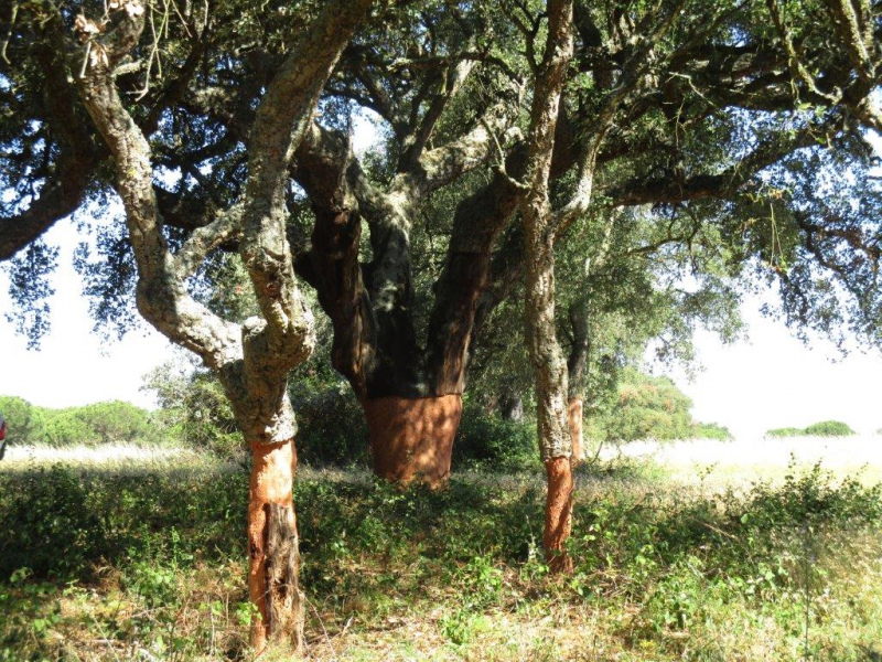 Esta 2ª Conferência vai procurar contribuir para uma melhor compreensão pública da relevância dos sistemas de produção florestais mediterrânicos e dos desafios que se colocam na sua gestão, num contexto de rápida mudança do clima, drásticas alterações do uso do território rural, da sua população e das condições sociais e económicas em que a gestão da floresta ocorre.

O evento terá lugar no Cine-Granadeiro Auditório Municipal da cidade de Grândola, no dia 17 de Abril, pelas 10h30.

O Município de Grândola, a Associação dos Agricultores de Grândola e o PEFC Portugal (Programa para o Reconhecimento da Certificação Florestal) associam-se no apoio evento.


	


PROGRAMA

&nbsp;10h 30m – Abertura, Presidente da Câmara Municipal de Grândola, António Figueira Mendes


	


&nbsp;10h 45m – 1ª parte

“O montado de sobro em Portugal: Presente e Futuro”,

Conceição Santos Silva, UNAC - União da Floresta Mediterrânica

"Uma nova geração de plantações para o montado"

Luís Neves Silva, WWF

"Produtividade dos montados em Portugal no período 1984–2017"

Joana Amaral Paulo, Instituto Superior de Agronomia


	


12h 15m –&nbsp;INTERVALO PARA ALMOÇO

&nbsp;

14h 00m – 2ª parte

“Adaptação do Montado às Alterações Climáticas”

André Vizinho, Universidade de Lisboa, Faculdade de Ciências

“Da Serra de Grândola à Serra do Cercal – padrões de incêndios rurais”

Rui Almeida, ICNF - Instituto da Conservação da Natureza e das Florestas

“A sustentabilidade do montado de sobro – o caso da Companhia das
	Lezírias”,

Rui Alves, Companhia das Lezírias


	


15h 30m - Conclusão

“Sistemas agroflorestais mediterrânicos-uma solução transversal”

António Gonçalves Ferreira, Confederação dos Agricultores de Portugal

&nbsp;

15h 45m – Encerramento por S. Ex.ª, o Presidente da República

&nbsp;

CONDUÇÃO E MODERAÇÃO:

António Rocha e Luís Dias, Associação de Agricultores de Grândola

António Gonçalves Ferreira, Confederação dos Agricultores de Portugal


	


INSCRIÇÃO:&nbsp;gratuita mas obrigatória em www.cap.pt

DATA:&nbsp;17 de Abril 2019

HORÁRIO:&nbsp;10h30 – 16h30

LOCAL: Cine-Granadeiro Auditório Municipal, Av. António Inácio da Cruz 8, Grândola


	



	



	



	



	
