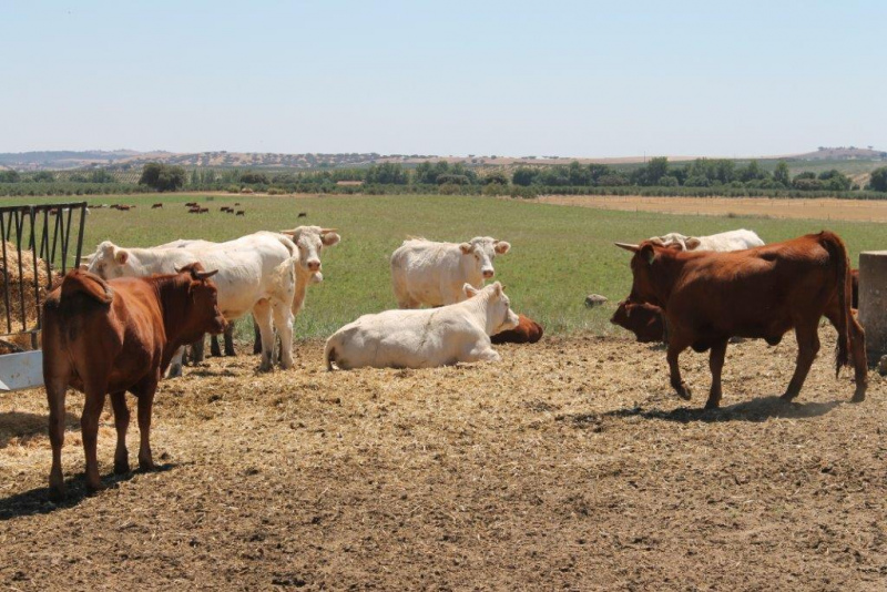 O Instituto de Financiamento da Agricultura e Pescas anunciou que o período para a proceder à Candidatura ao Pedido único decorrerá durante três meses, entre 1 de fevereiro e 30 de Abril.

Estabelecido o prazo pelo IFAP, a Confederação dos Agricultores de Portugal lembra que se deve proceder à Candidatura ao PU 2019, o mais breve possível, evitando deixar a sua concretização para os últimos dias do prazo, evitando constrangimentos decorrentes da concentração de pedidos no sistema e possíveis penalizações.

Prepare a sua candidatura, verificando se a sua informação de Beneficiário (IB), das suas Parcelas (SIP) e dos seus Animais (SNIRA), se aplicável, está atualizada nas bases de dados do IFAP.

A candidatura ao Pedido Único (PU) 2019 pode ser efetuada diretamente pelo Beneficiário ou através das Entidades Reconhecidas, numa das Salas de Atendimento existentes para o efeito.