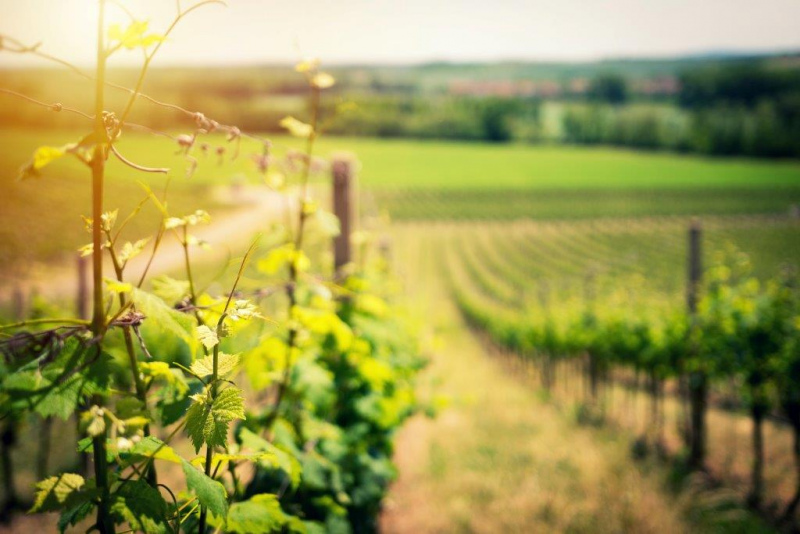 Autorizações para Novas Plantações de Vinha - CANDIDATURAS ATÉ 15 DE MAIO